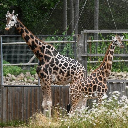 Žirafes Vakilija un Kimi nosvinējuši dzimšanas dienas