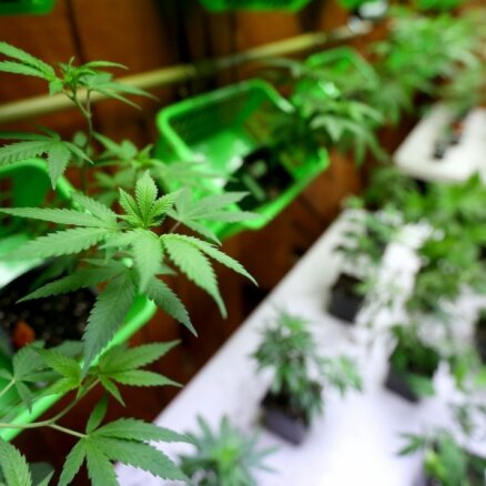 Kanāda nākamgad legalizēs marihuānu, sola ministre