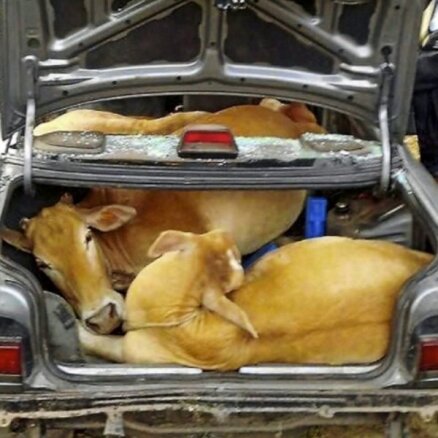 Kā vienā mašīnā dabūt iekšā četras govis?