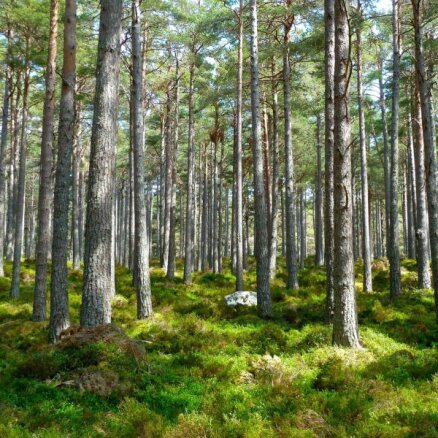 Meža inventarizācijas dati privātpersonām būs pieejami, neslēdzot līgumu un bez maksas