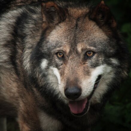 Под Мадоной на овец нападают волки: отстреливать хищников запрещено