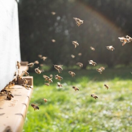 Pētījums: Arī bites ietur distanci, kad saimi apdraud infekcijas