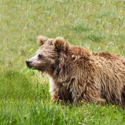 Izgāztuves diēta: apdraudētie Himalaju lāči pārtiek no atkritumiem, liecina ziņojums
