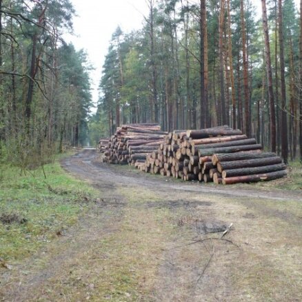 Meža dienests apšauba LVM mežu izciršanas politiku