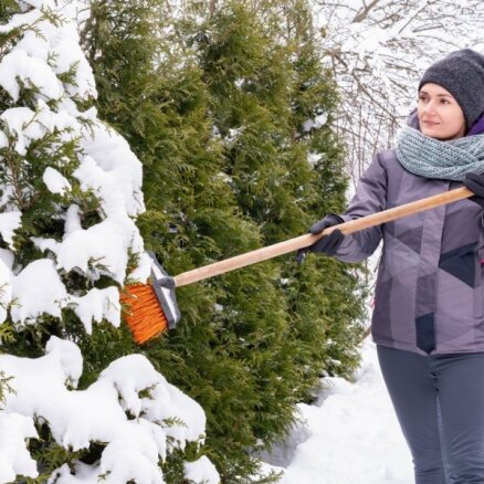Полезно знать: Какие растения нужно быстро освобождать от толстой снежной шапки?