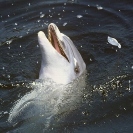 ЧФ России впервые провел в Крыму учения с боевыми дельфинами