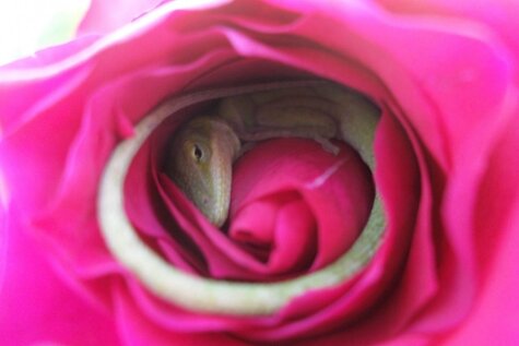 Unikāls skats: ķirzaka sev uztaisījusi gultiņu no... rozes