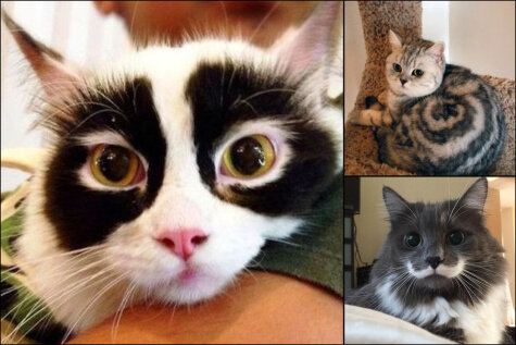 Мурлыки с изюминкой: 20 ФОТО котов с самой необычной раскраской шерсти