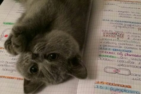 11 котиков, которые не дают людям читать, а хотят играть и мурлыкать