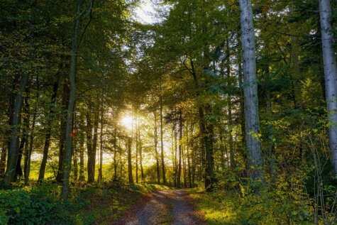 Vērtīgi padomi, kā orientēties mežā pēc pazīmēm dabā
