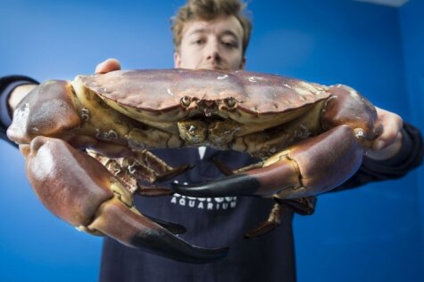 Pie Anglijas krastiem noķerts gigantiska izmēra krabis