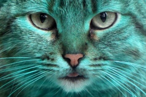 Bulgārijā pa ielām atkal sācis klīst slavenais zaļais kaķis