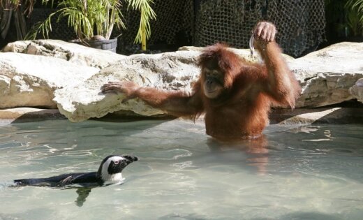 Orangutans ar zivīm baro pingvīnus