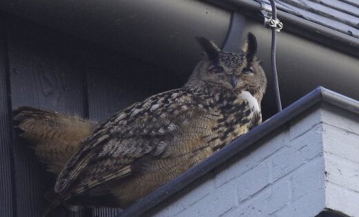 http://g4.delphi.lv/images/pix/520x315/hD62NSW76-Y/netherlands-aggressive-owl-45630524.jpg