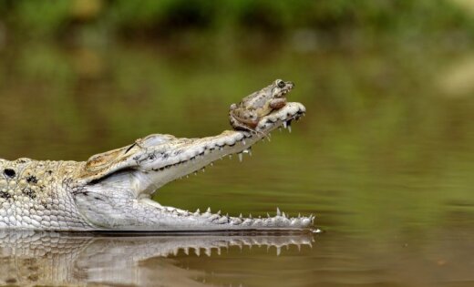 Maza vardīte braši sēž uz krokodila deguna
