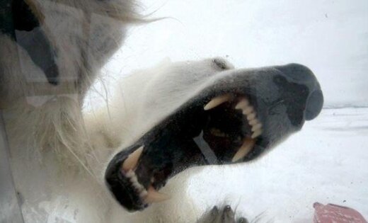 http://g4.delphi.lv/images/pix/520x315/rLu-5Rw2ItI/polar-bear-42967180.jpg