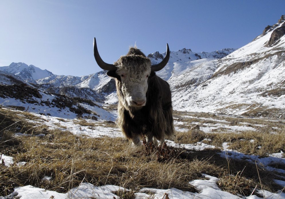 Dārgi suņi, kalni, pašaizdegšanās - fakti, ko ir vērts zināt par Tibetu