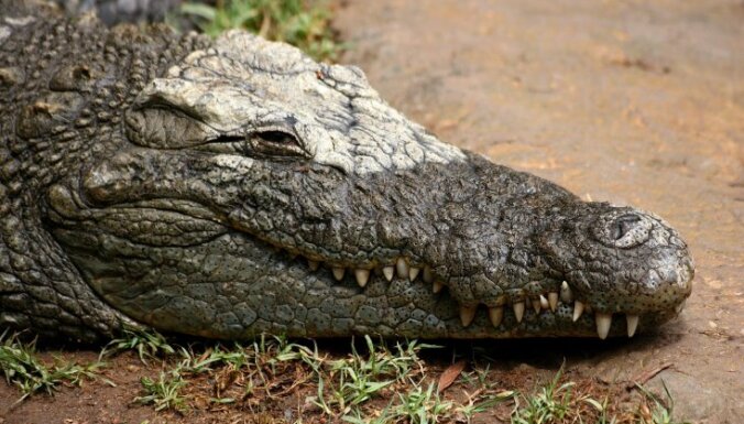От переедания в Бангладеш умер священный крокодил