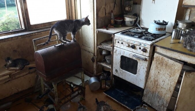 Пурвциемс: из квартиры на ул. Дзелзавас изъяли 30 кошек