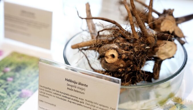 Foto: Garšaugu, ārstniecības augu un netradicionālo dārzeņu bagātība Dabas muzejā