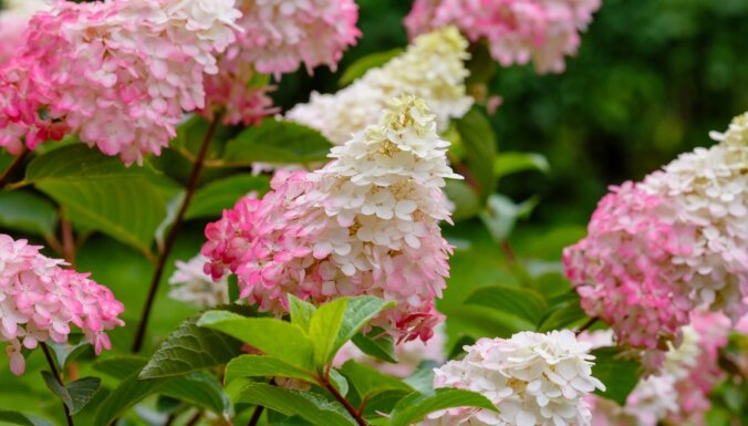 Iespaidīgās ziedu bumbas dārzā – hortenzijas. Skaistākās šķirnes un padomi kopšanā
