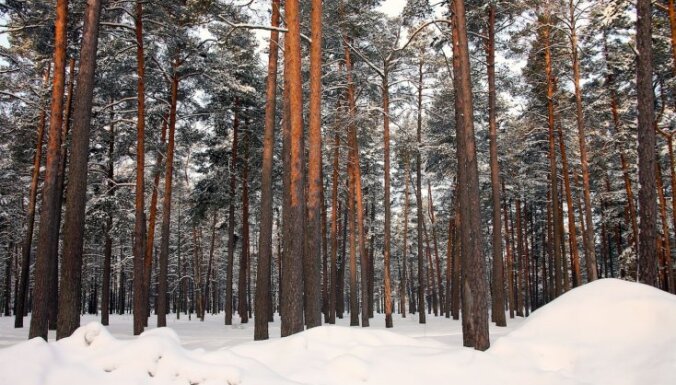 Mežu zinātnieks: neaiztiekot mežsaimniecības pamatus, mežu izciršana nedraud
