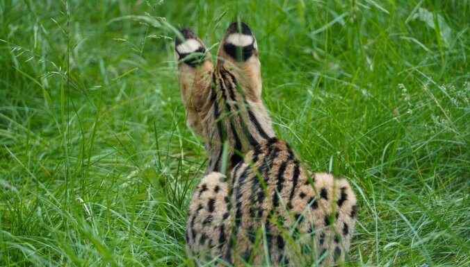 Rīgas zoo jauni iemītnieki – savvaļas kaķi ar vislielākajām ausīm un garākajām kājām
