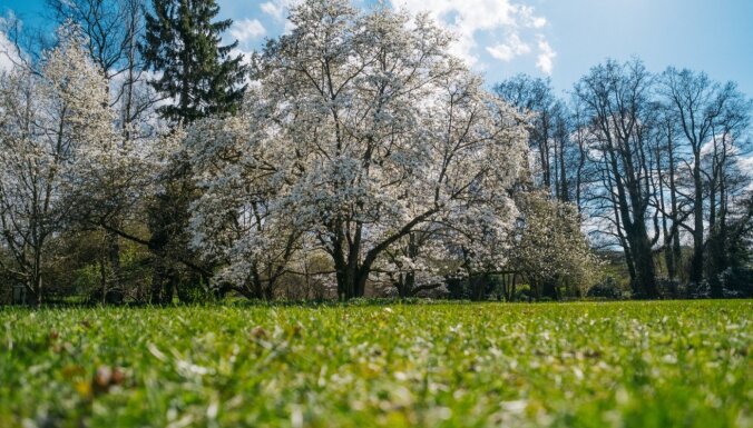 Foto: Pārdaugavā krāšņi zied lielākā magnoliju kolekcija Latvijā