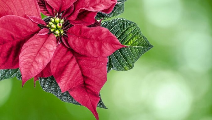 Нарядить не только елку: Шесть традиционных рождественских растений (за исключением лесной красавицы)