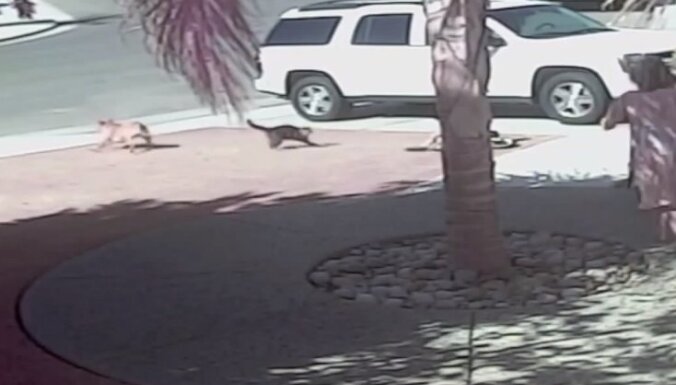 Video: Drosmīgs kaķis izglābj bērnu no suņa zobiem