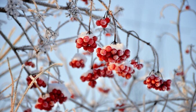 Пятна на снегу: 10 лучших растений для яркого зимнего сада