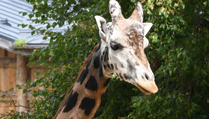 В Рижском зоопарке умер жираф Кими