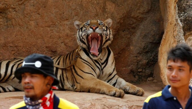 Из знаменитого буддийского монастыря в Таиланде вывозят всех тигров