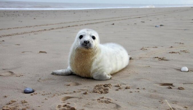 В организмах обитающих в Балтийском море тюленей обнаружили ртуть и свинец