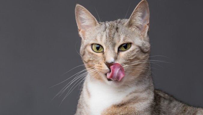 Ēd bez mitas: četri iemesli, kāpēc tavs kaķis nemitīgi ir izsalcis