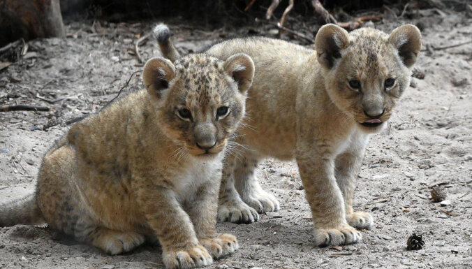 Video tiešraide: Mazo lauvēnu kristības Rīgas zoo