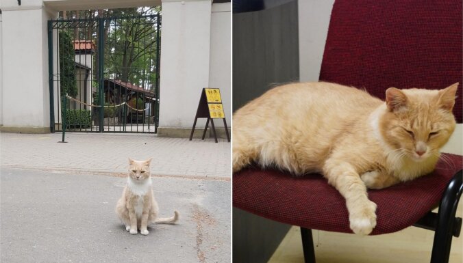 Pazudis Rīgas zoo galvenais vārtu sargs – rudais runcis Rūdis
