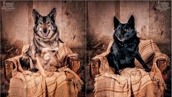 Unikālā fotoprojektā meklē mājas patversmes 'Ķepu ķepā' sunīšiem
