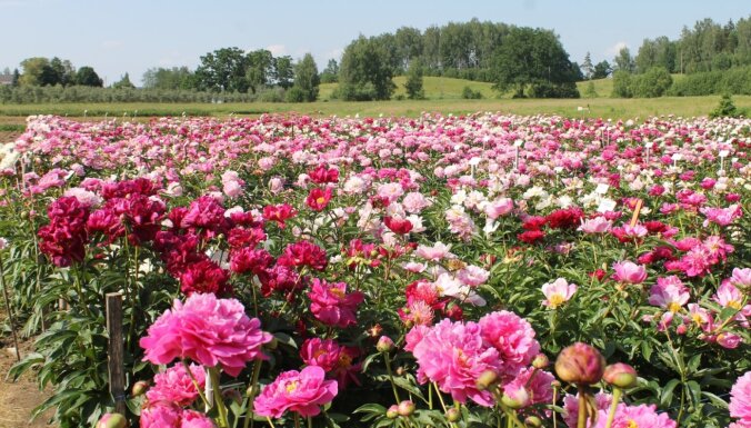 Deviņi dārzi Latvijā, kur baudīt pasakaino peoniju ziedēšanu