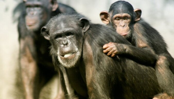 šimpanze