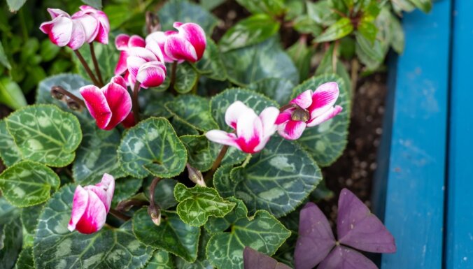 В поисках романтики — пять комнатных растений с листьями в виде сердец, которые можно подарить на День Валентина