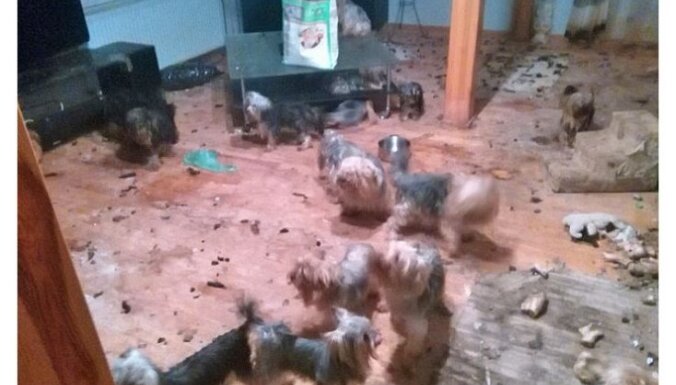 Нелегальный питомник в Марупе: собак из приюта передадут в СГД