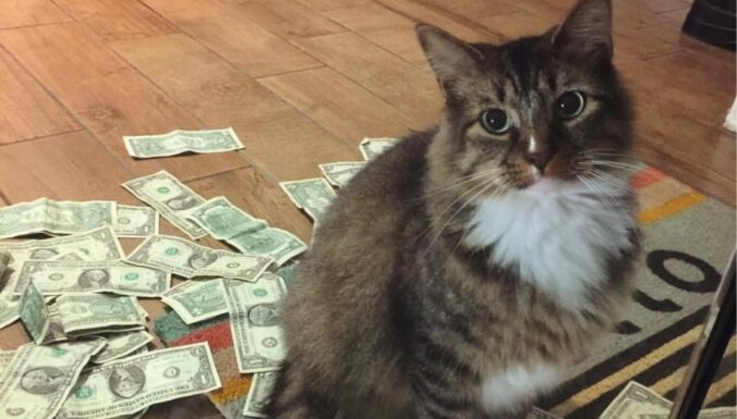 mans kaķis ir tas, kā nopelnīt naudu)