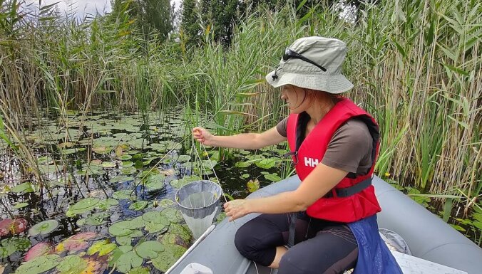 Pētnieki atrod jaunas ūdensblusas un airkājvēžu sugu atradnes Latvijas ezeros