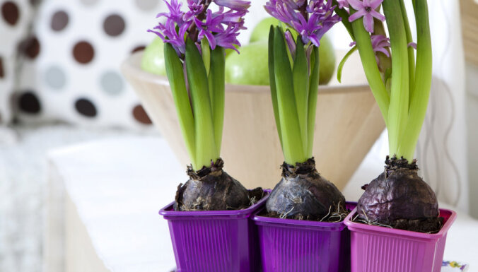 Lai janvārī priecētu tulpes un hiacintes: pieredzes stāsts, kā ziemā izaudzēt sīpolpuķes