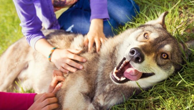 Не злите их: Топ-10 человеческих привычек, которые собаки просто терпеть не могут