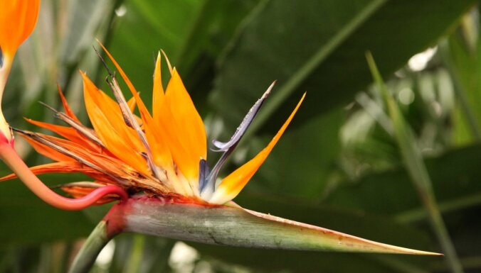 Foto: LU Botāniskajā dārzā koši uzziedējuši 'paradīzes putni' – karaliskās strelīcijas