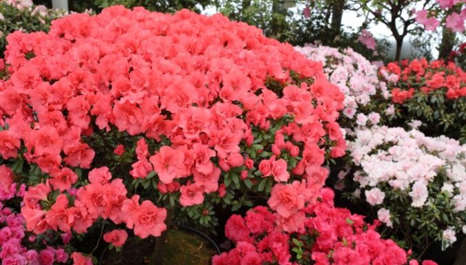 Foto: Kā krāšņas kupenas – LU Botāniskajā dārzā bagātīgi zied acālijas