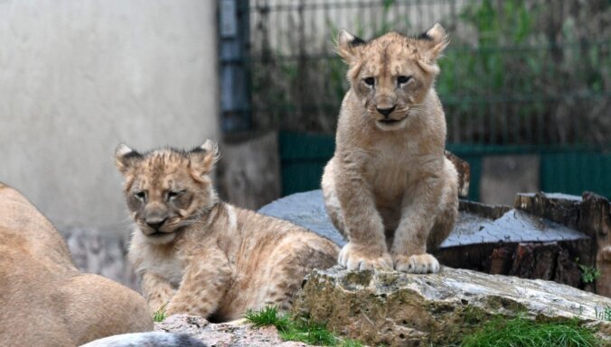 Rīgas zoo lauvēni gatavojas kristībām – svinīgi izziņos arī vārdus
