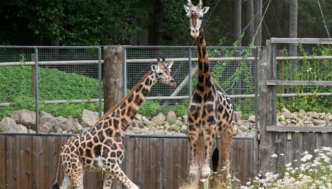 Rīgas Zooloģiskā dārza žirafu tēviņš Kimi devies uz debesu savannu
